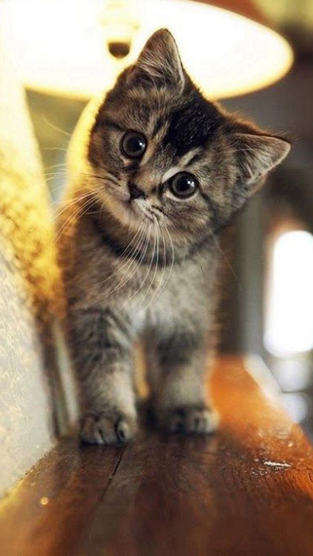 Cute Kitten Iphone Wallpapers