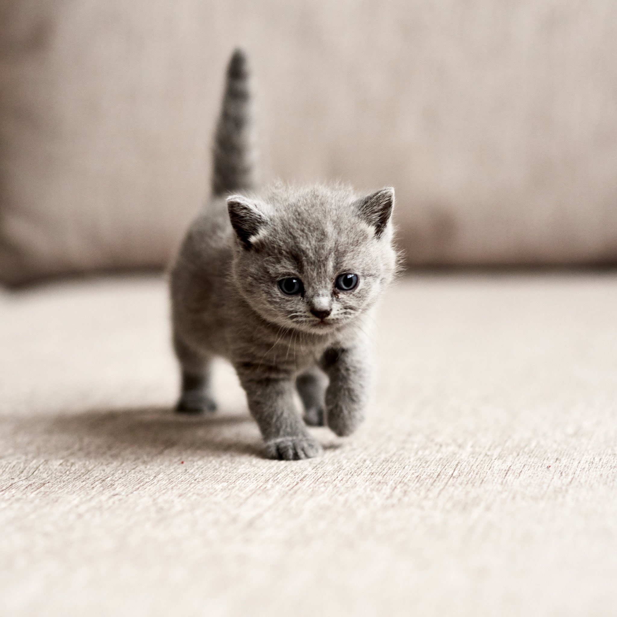 Маленький серый котенок