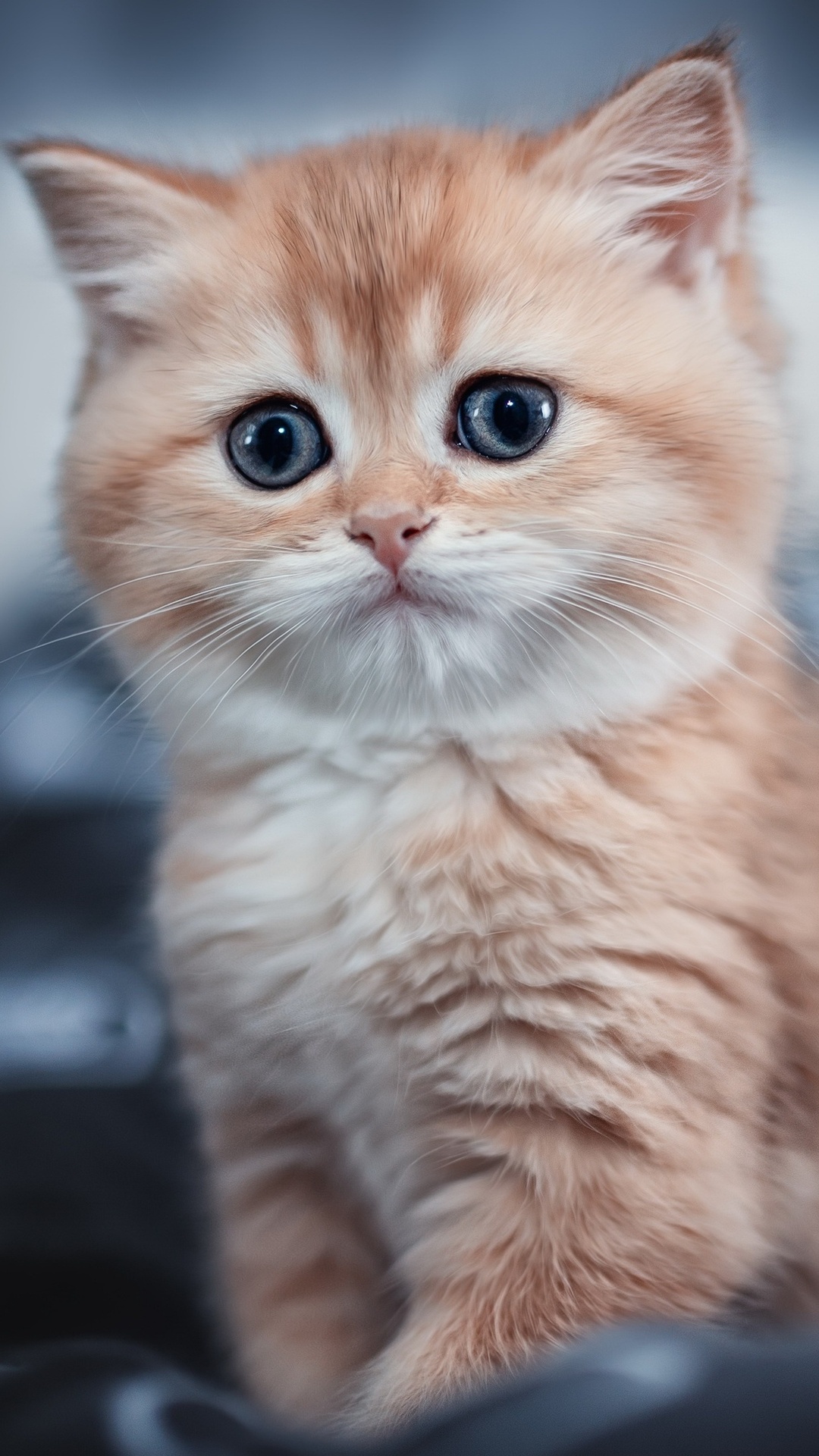 Cute Kitten Iphone Wallpapers