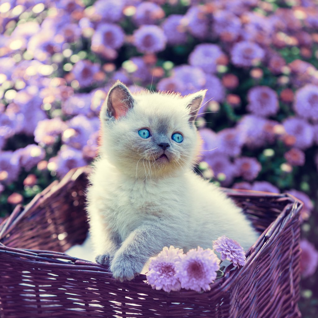 Cute Kitten Iphone Wallpapers