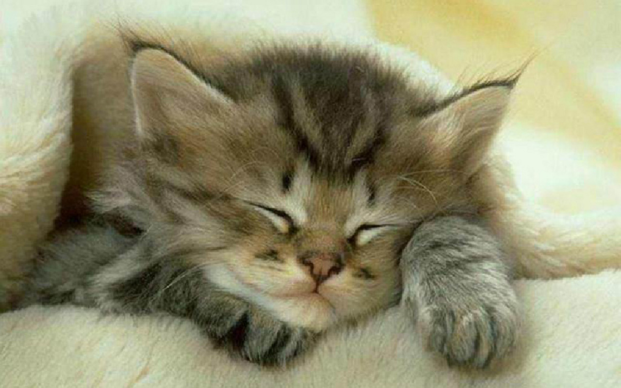 Cute Kitten Iphone Wallpapers