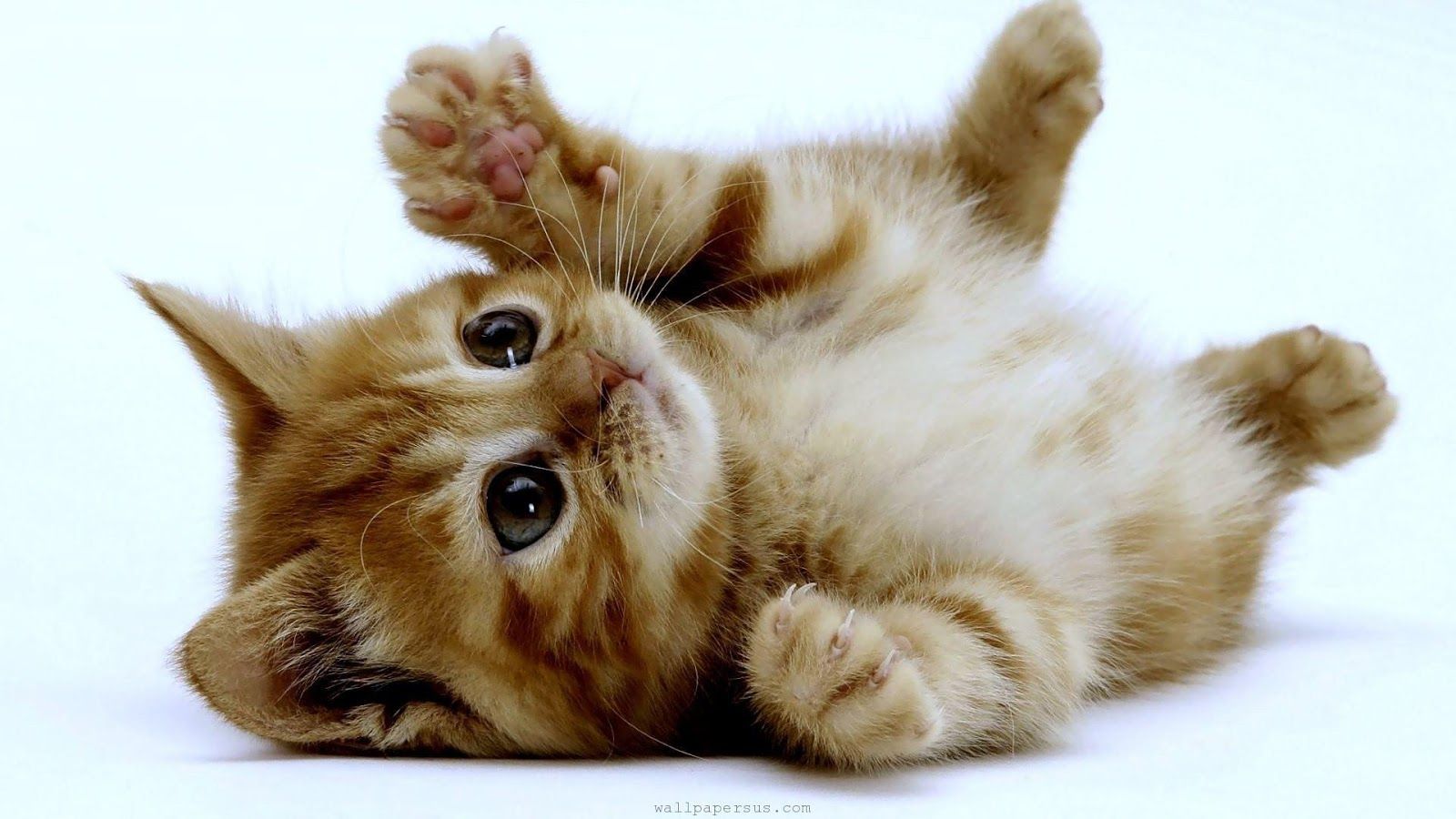 Cute Kitten Wallpapers