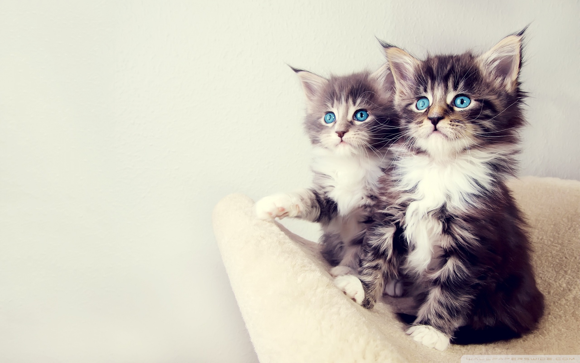 Cute Kitten Wallpapers