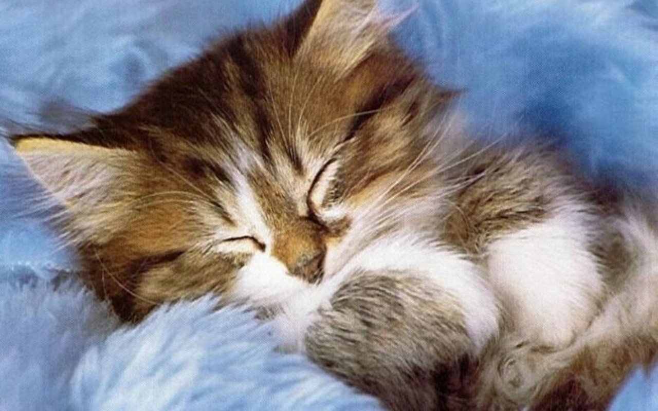 Cute Kitten Wallpapers