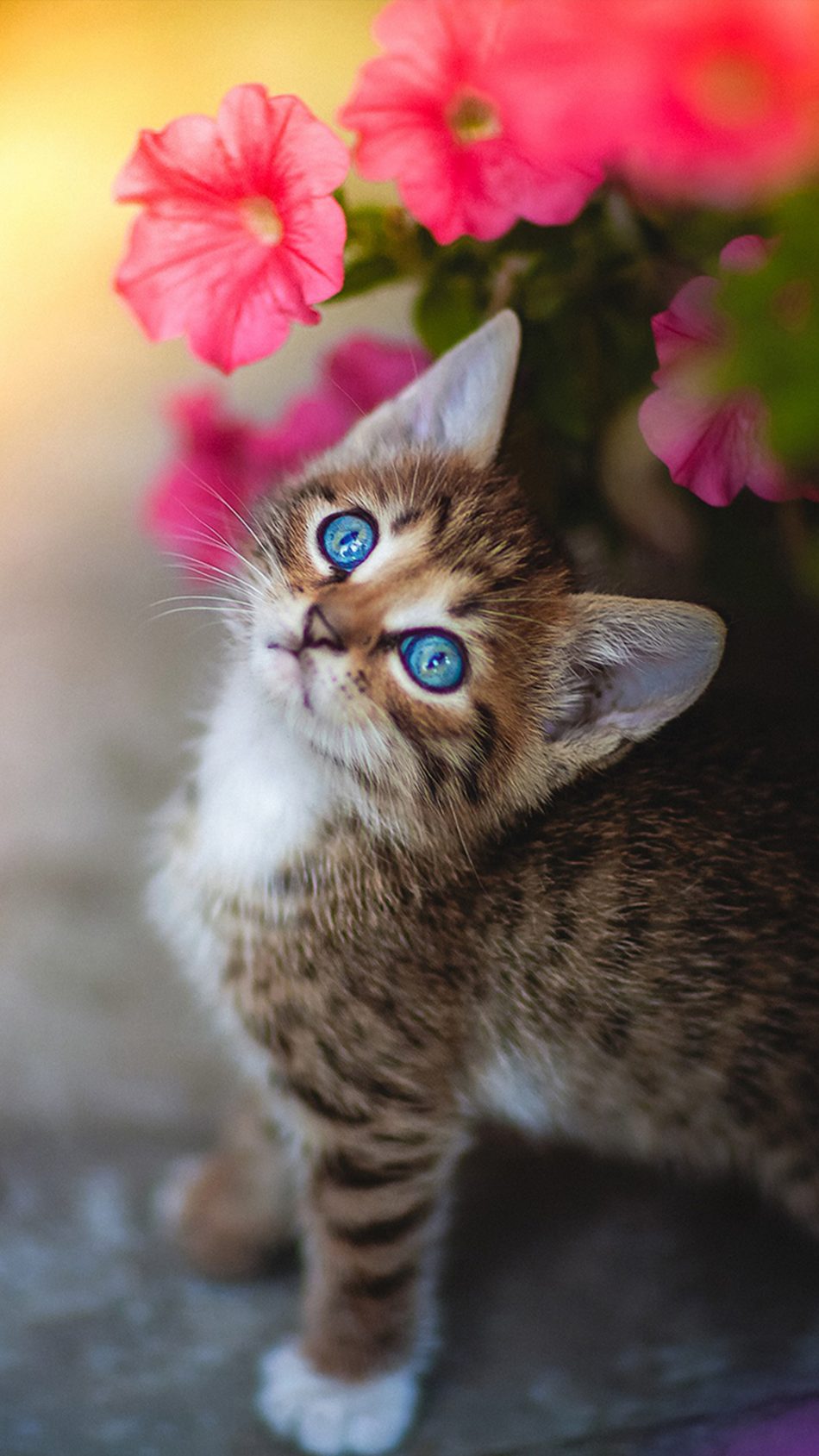 Cute Kitten Wallpapers