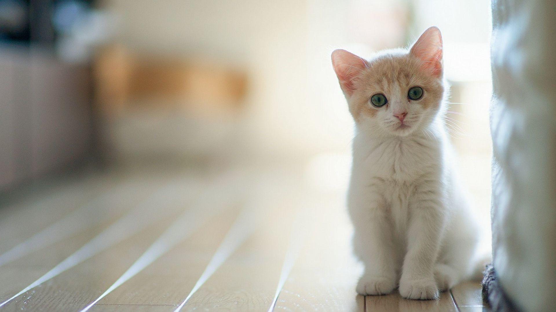 Cute Kittens For Desktop Wallpapers