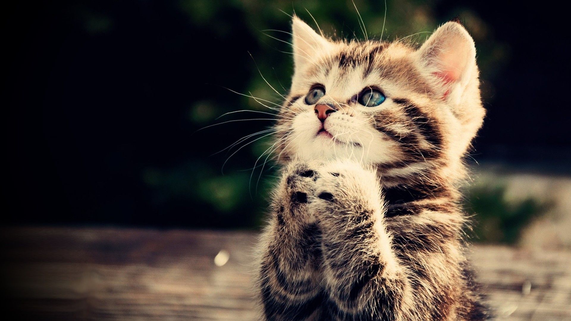 Cute Kittens For Desktop Wallpapers