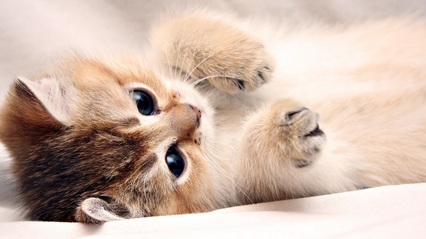 Cute Kittens For Desktop Wallpapers