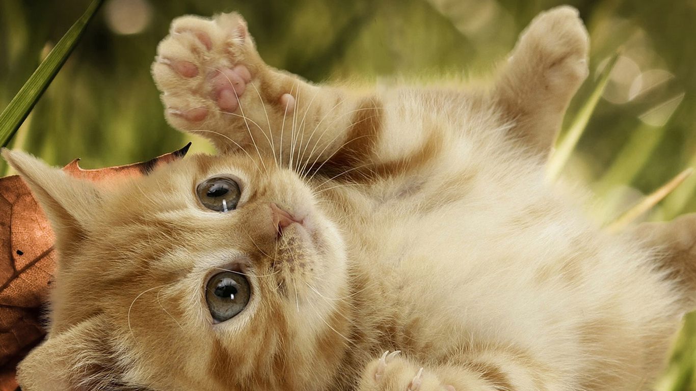 Cute Kittens For Desktop Wallpapers