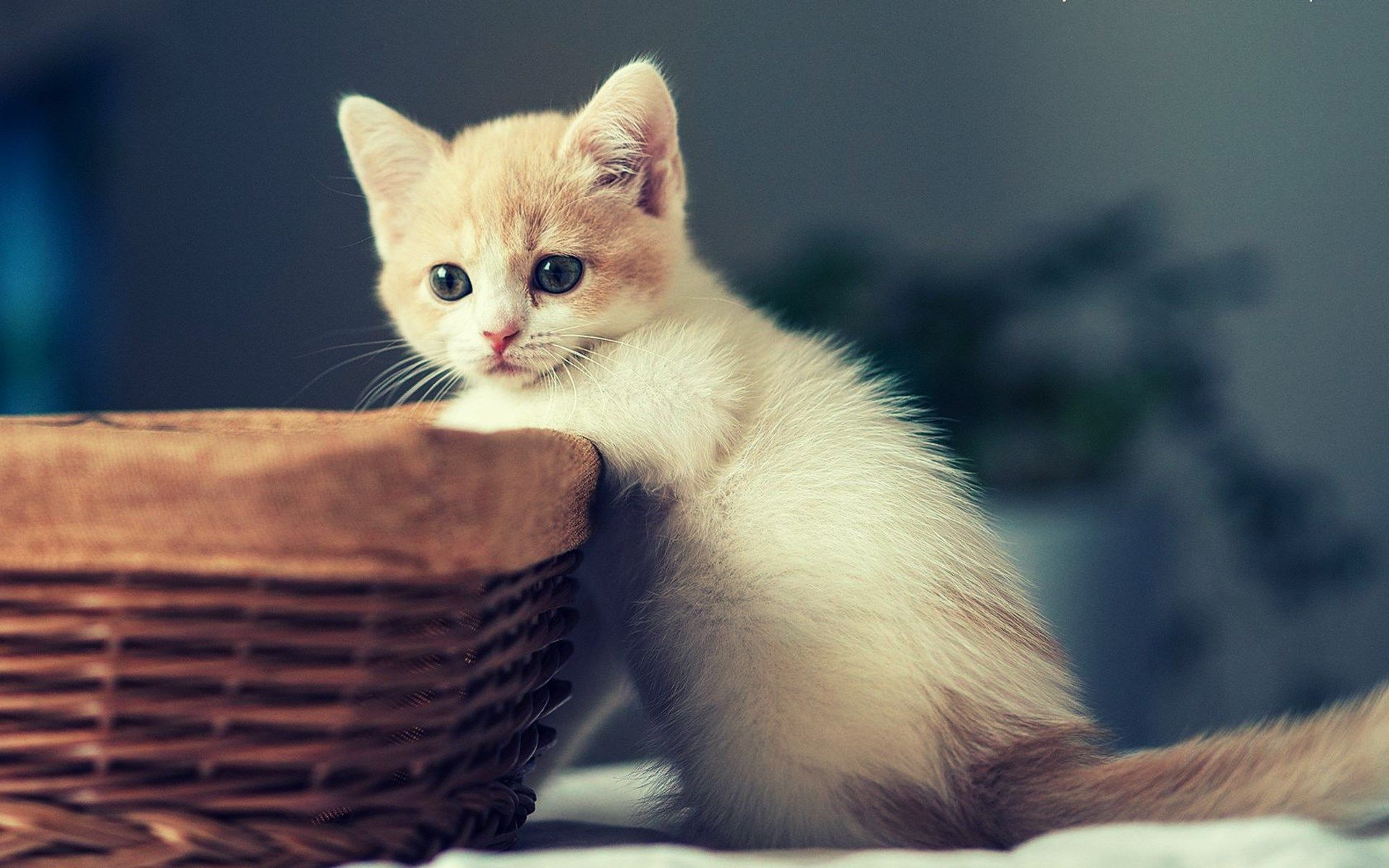 Cute Kittens For Desktop Wallpapers