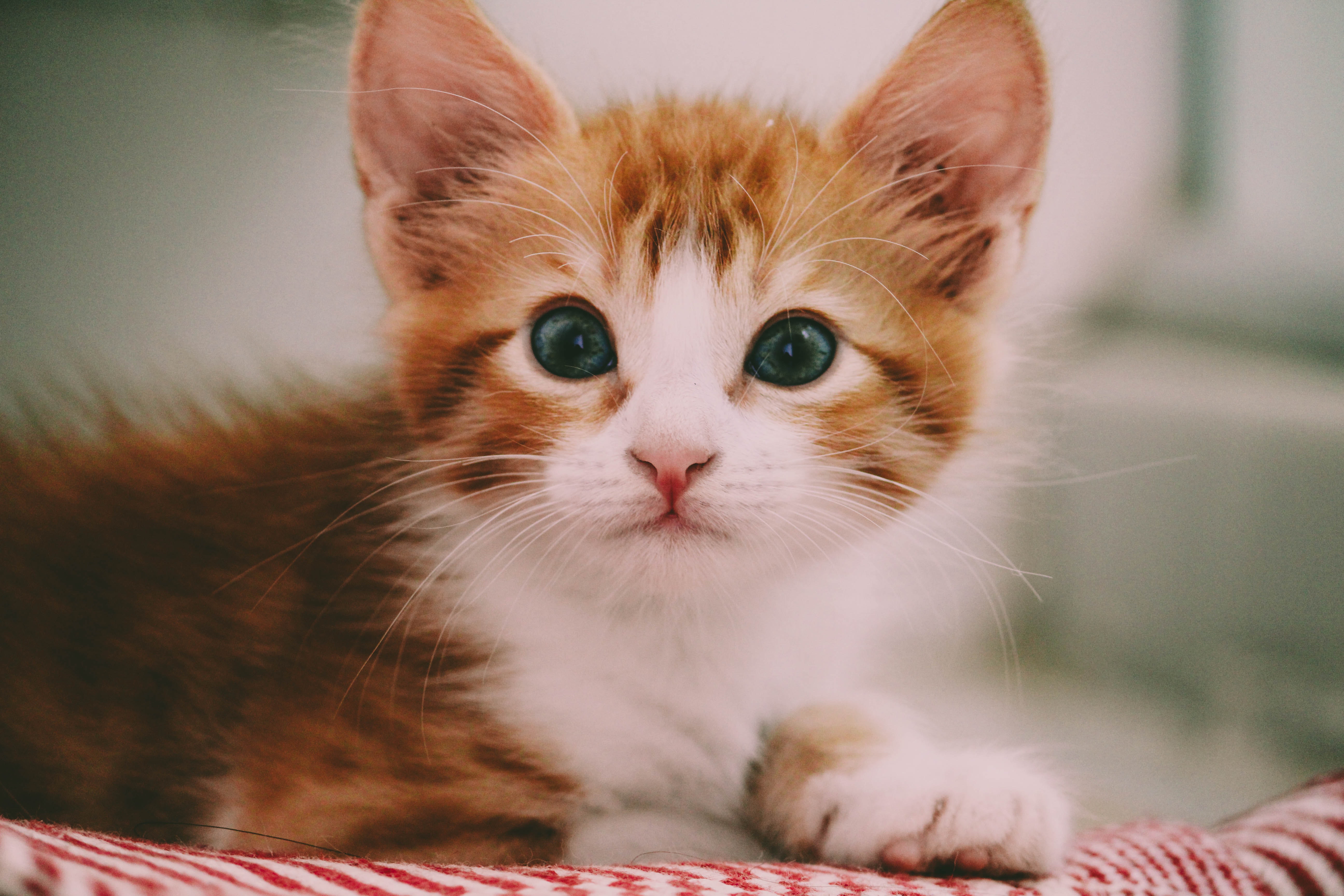 Cute Kittens For Desktop Wallpapers