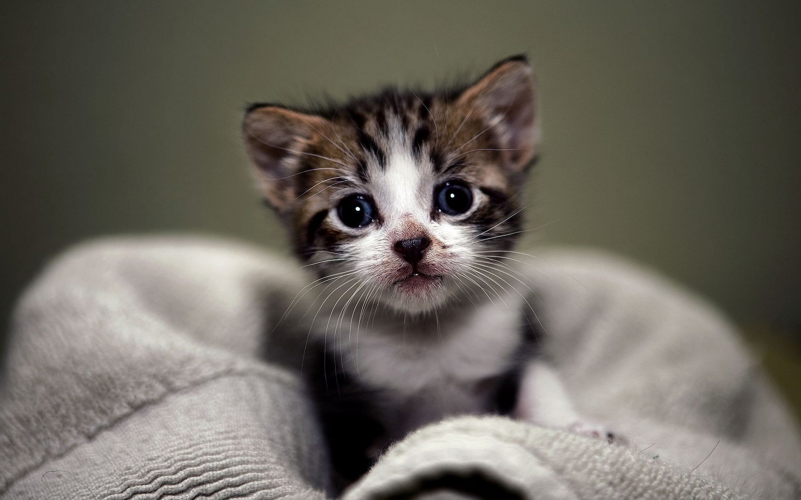 Cute Kittens For Desktop Wallpapers