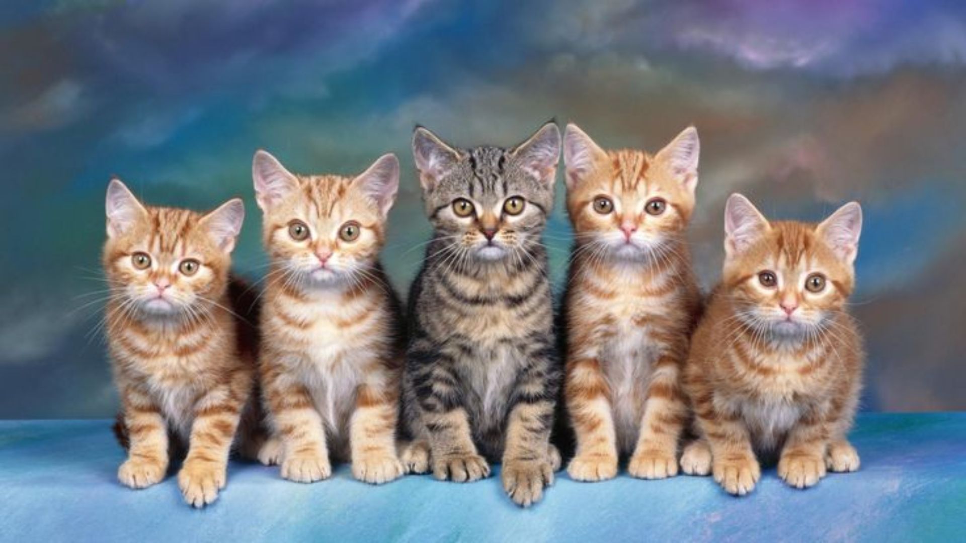 Cute Kittens For Desktop Wallpapers