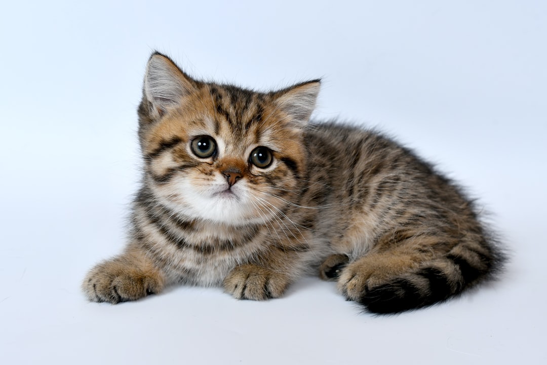 Cute Kittens For Desktop Wallpapers