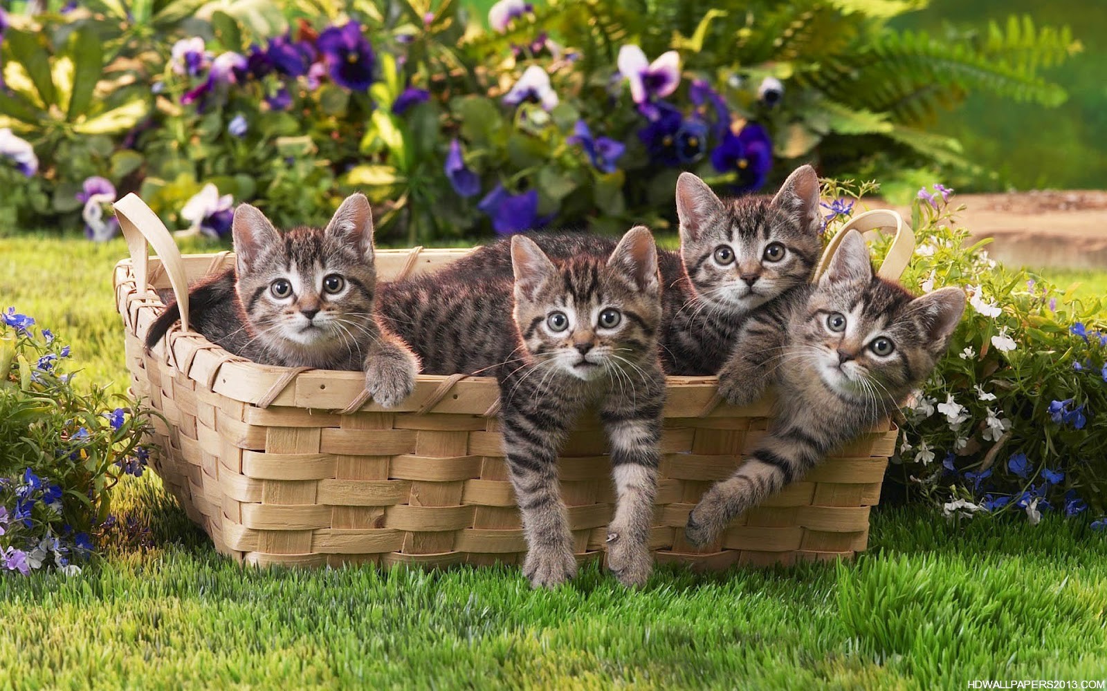 Cute Kittens For Desktop Wallpapers