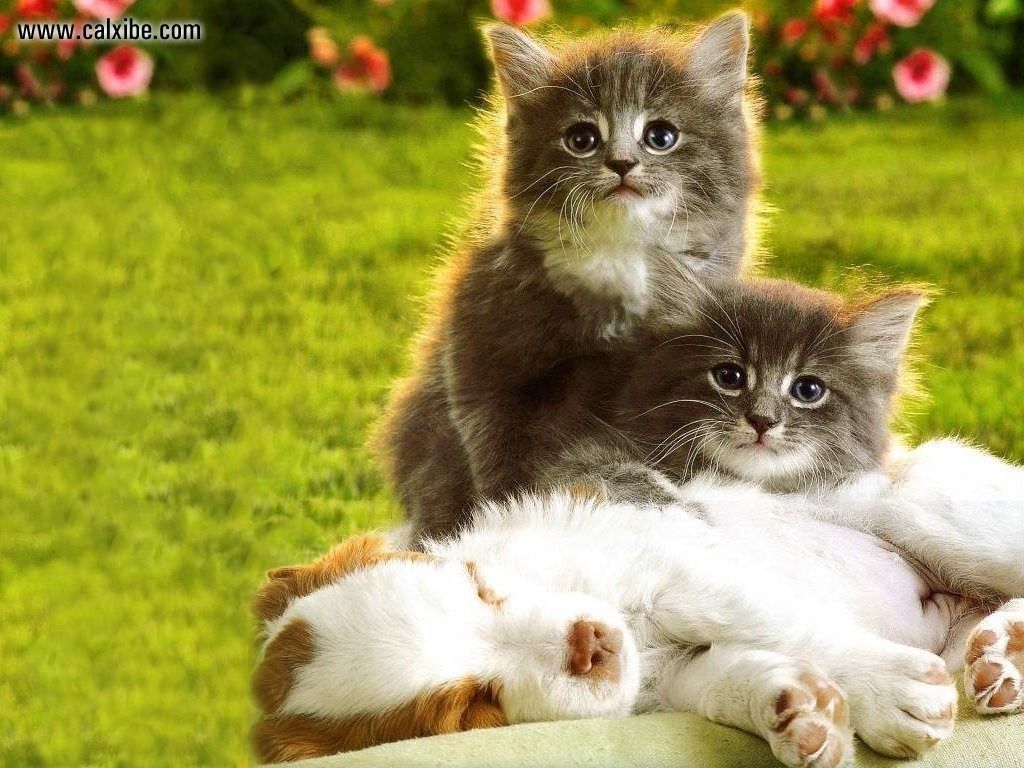 Cute Kittens For Desktop Wallpapers