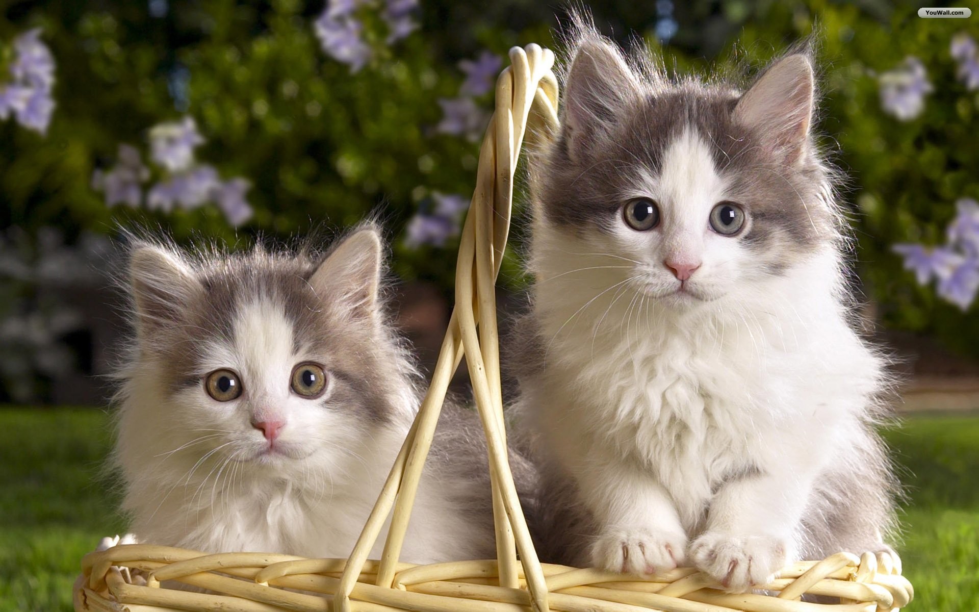 Cute Kittens For Desktop Wallpapers