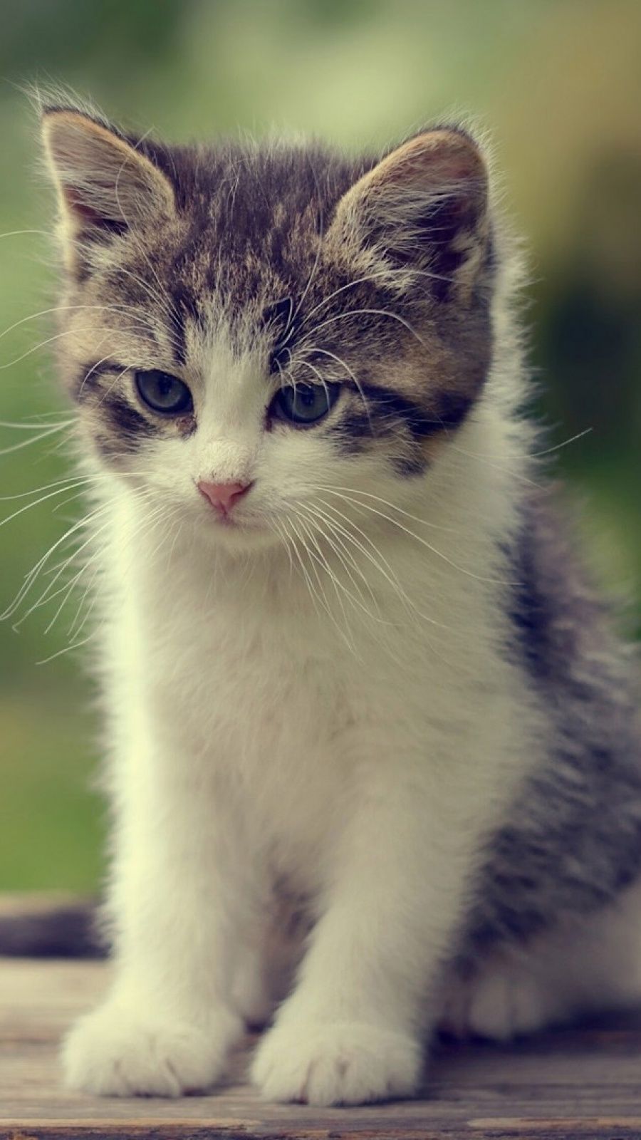 Cute Kittens Wallpapers For Mobile Wallpapers