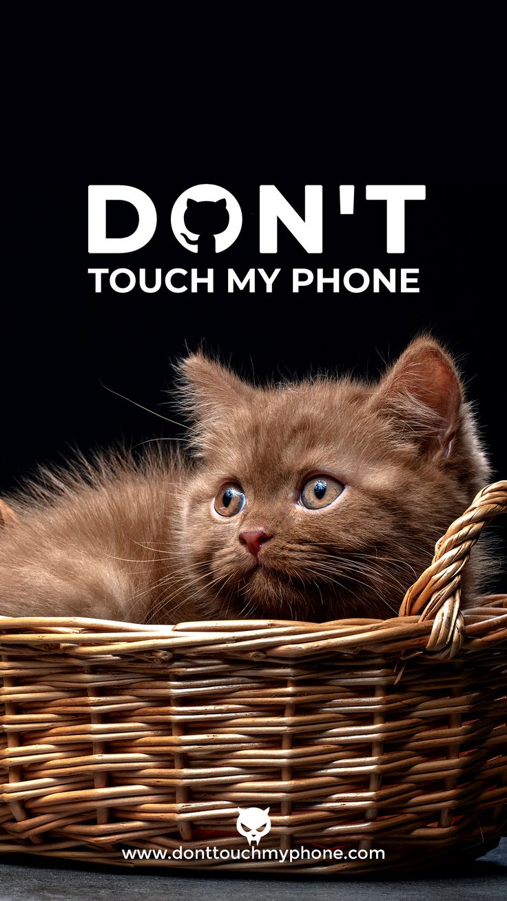 Cute Kittens Wallpapers For Mobile Wallpapers