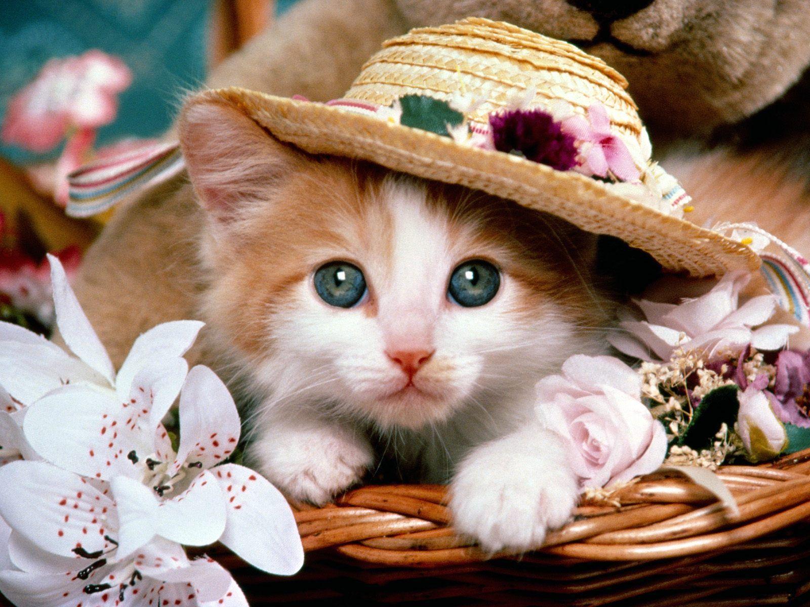 Cute Kitty Wallpaper Wallpapers