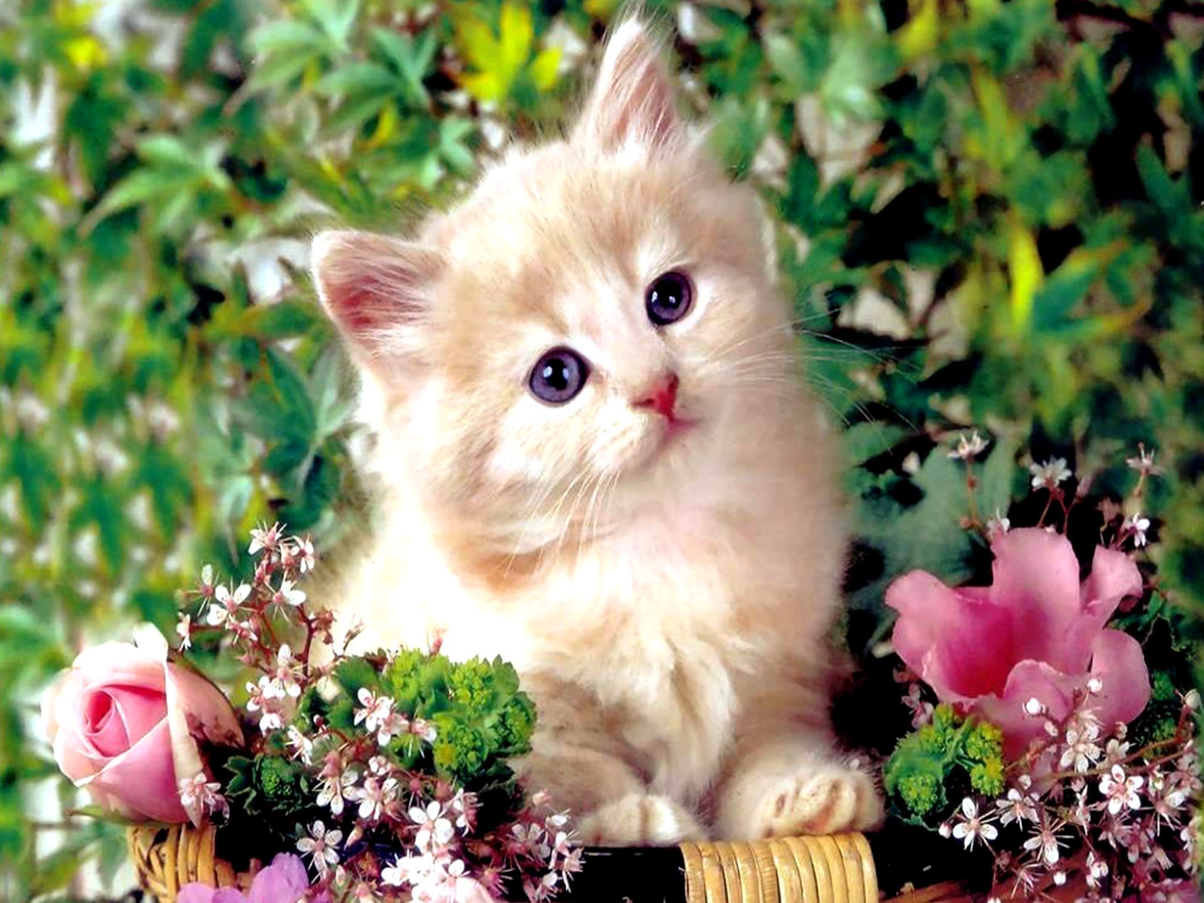 Cute Kitty Wallpaper Wallpapers