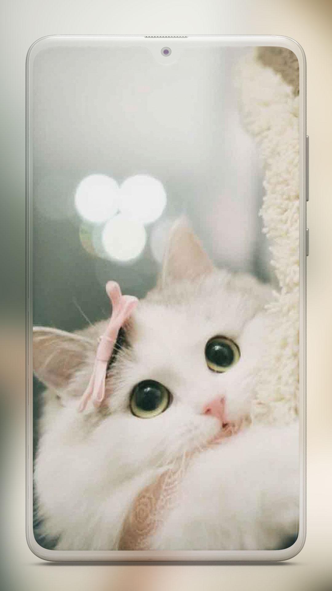 Cute Kitty Wallpaper Wallpapers