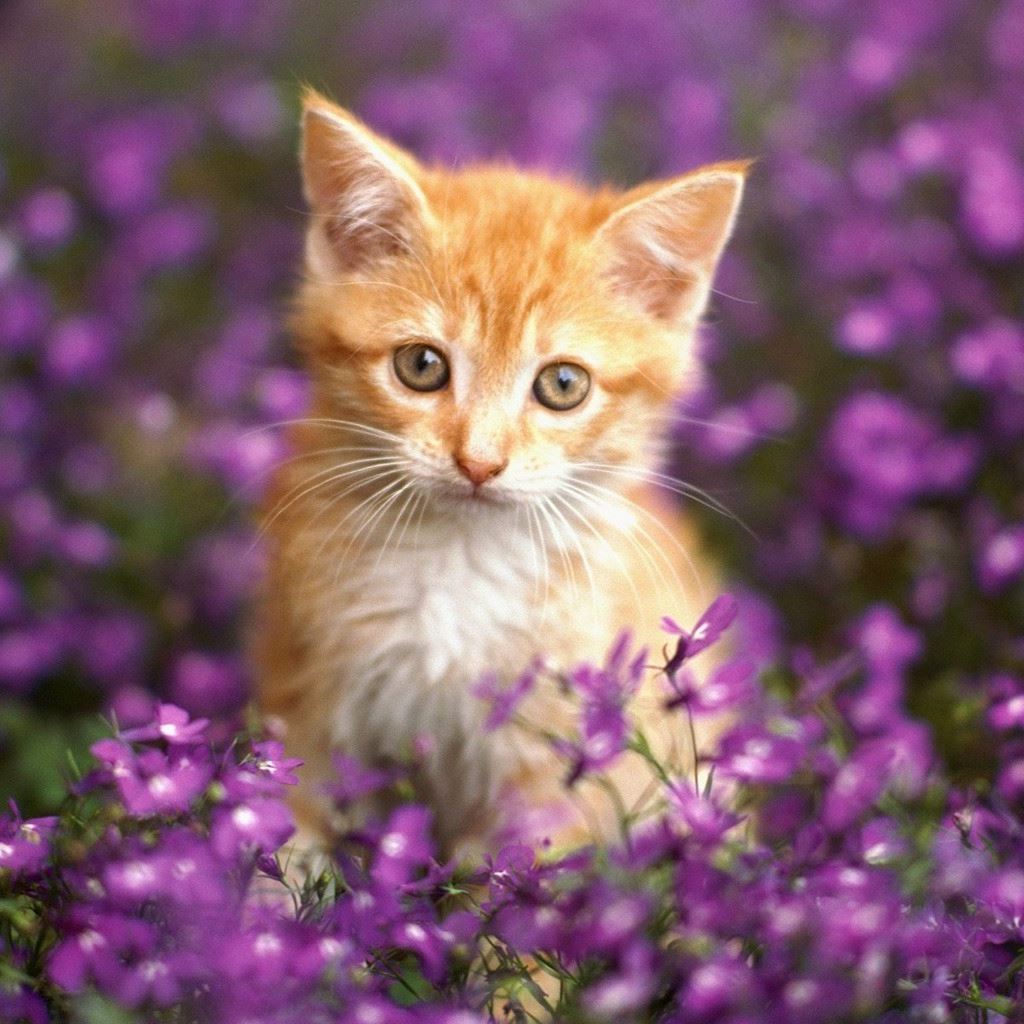 Cute Kitty Wallpaper Wallpapers