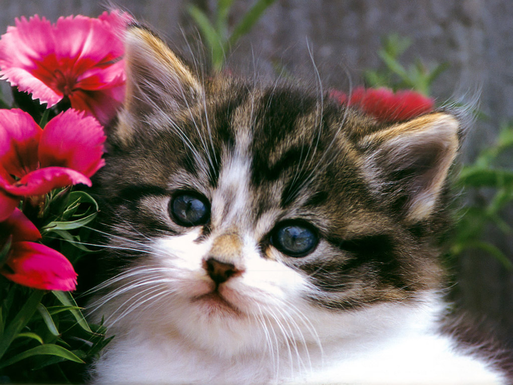 Cute Kitty Wallpapers