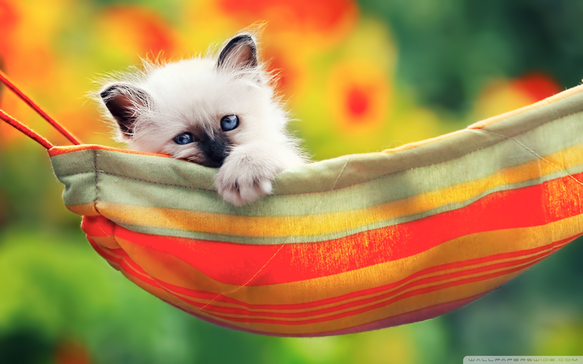 Cute Kitty Wallpapers