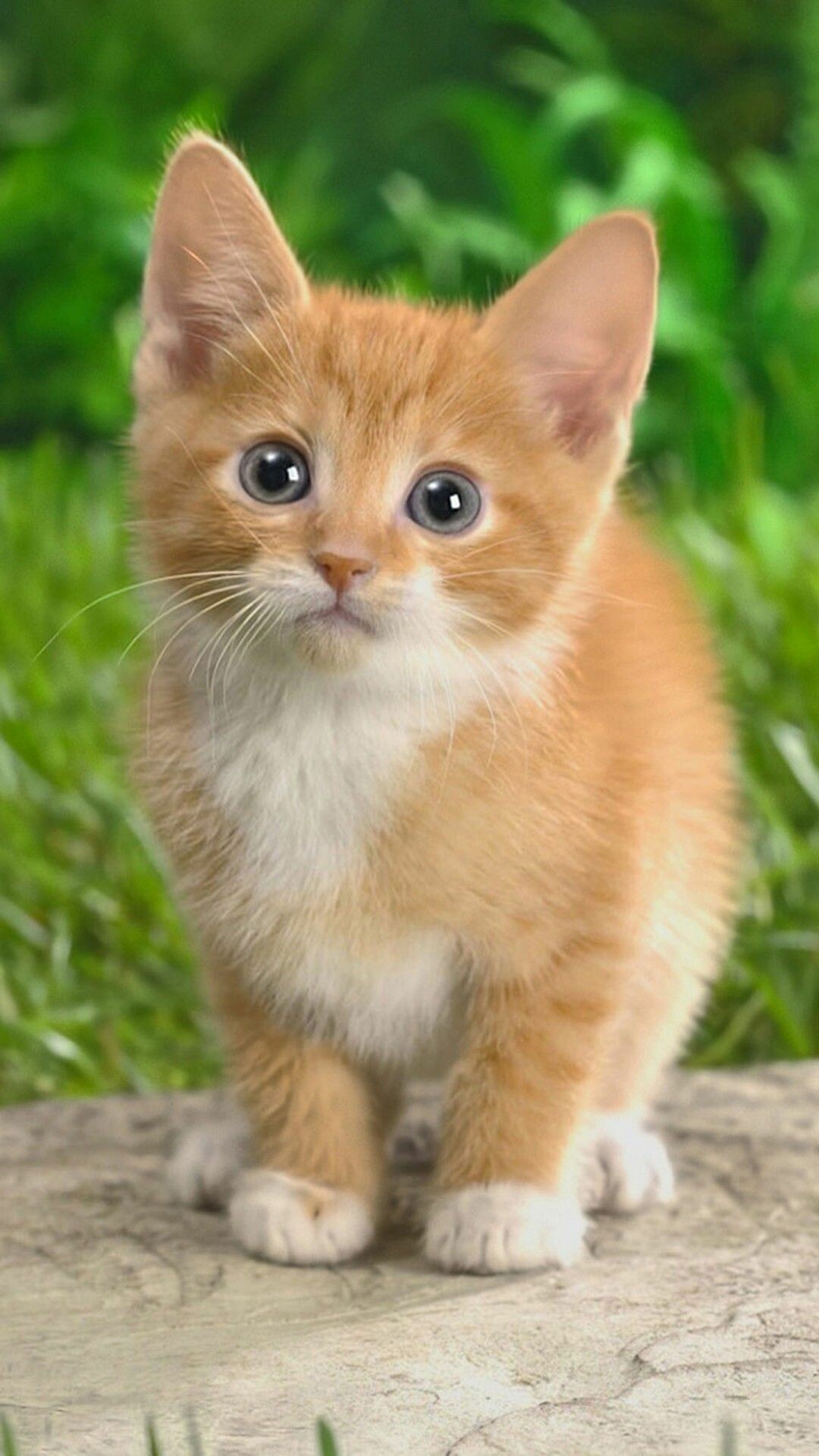 Cute Kitty Wallpapers