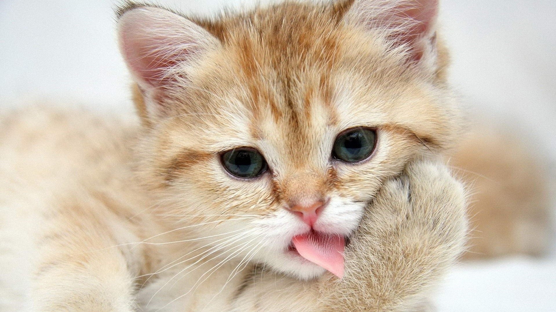 Cute Kitty Wallpapers