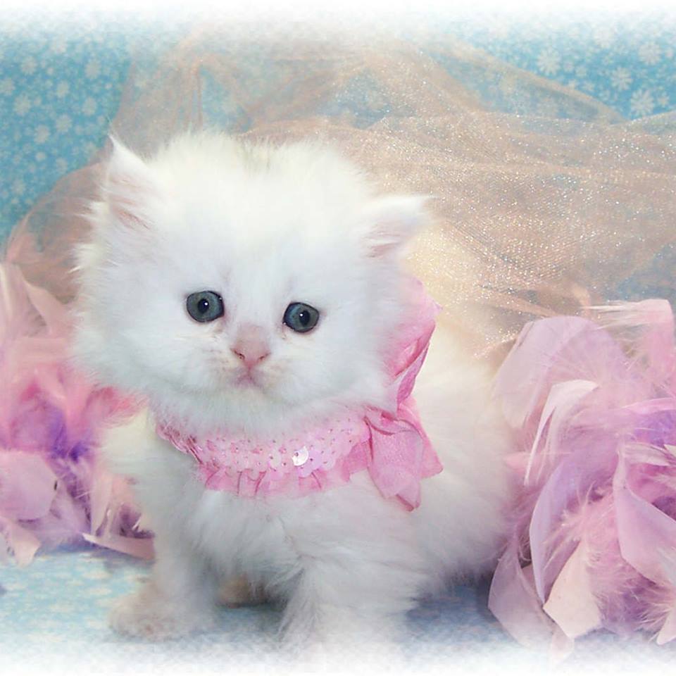 Cute Kitty Wallpapers