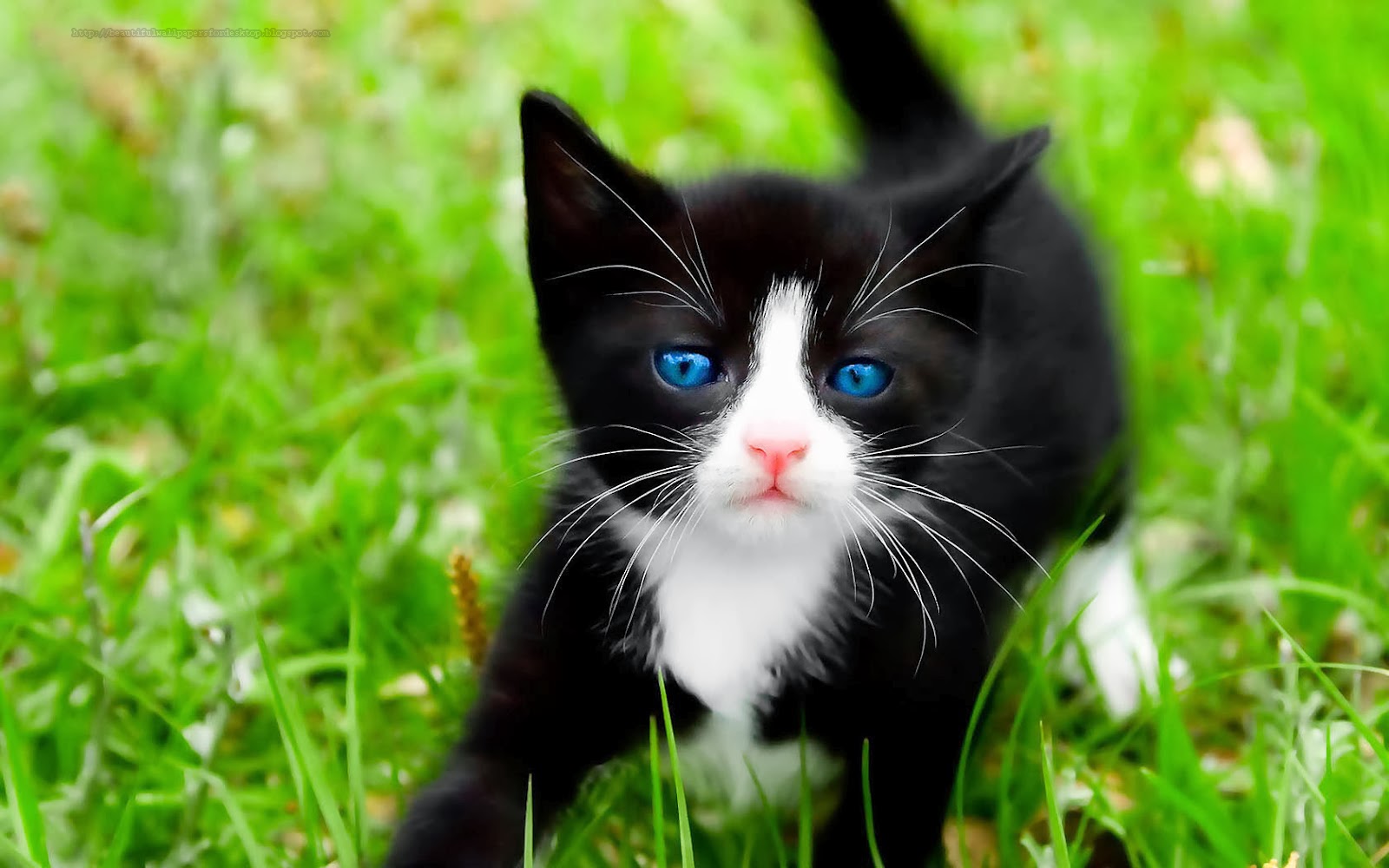 Cute Kitty Wallpapers