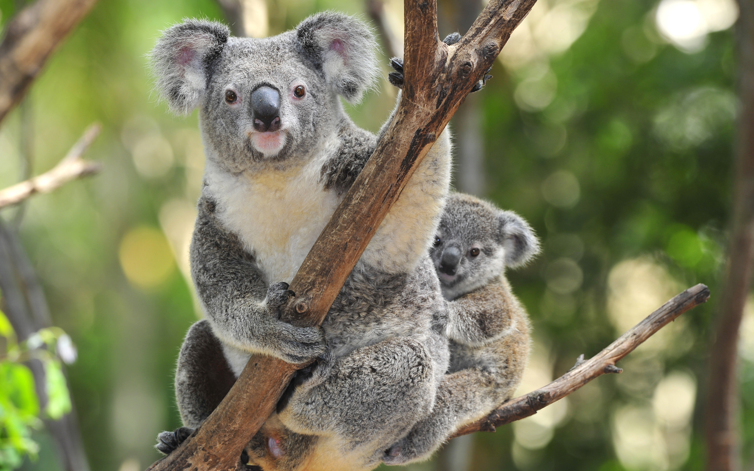 Cute Koala Wallpapers