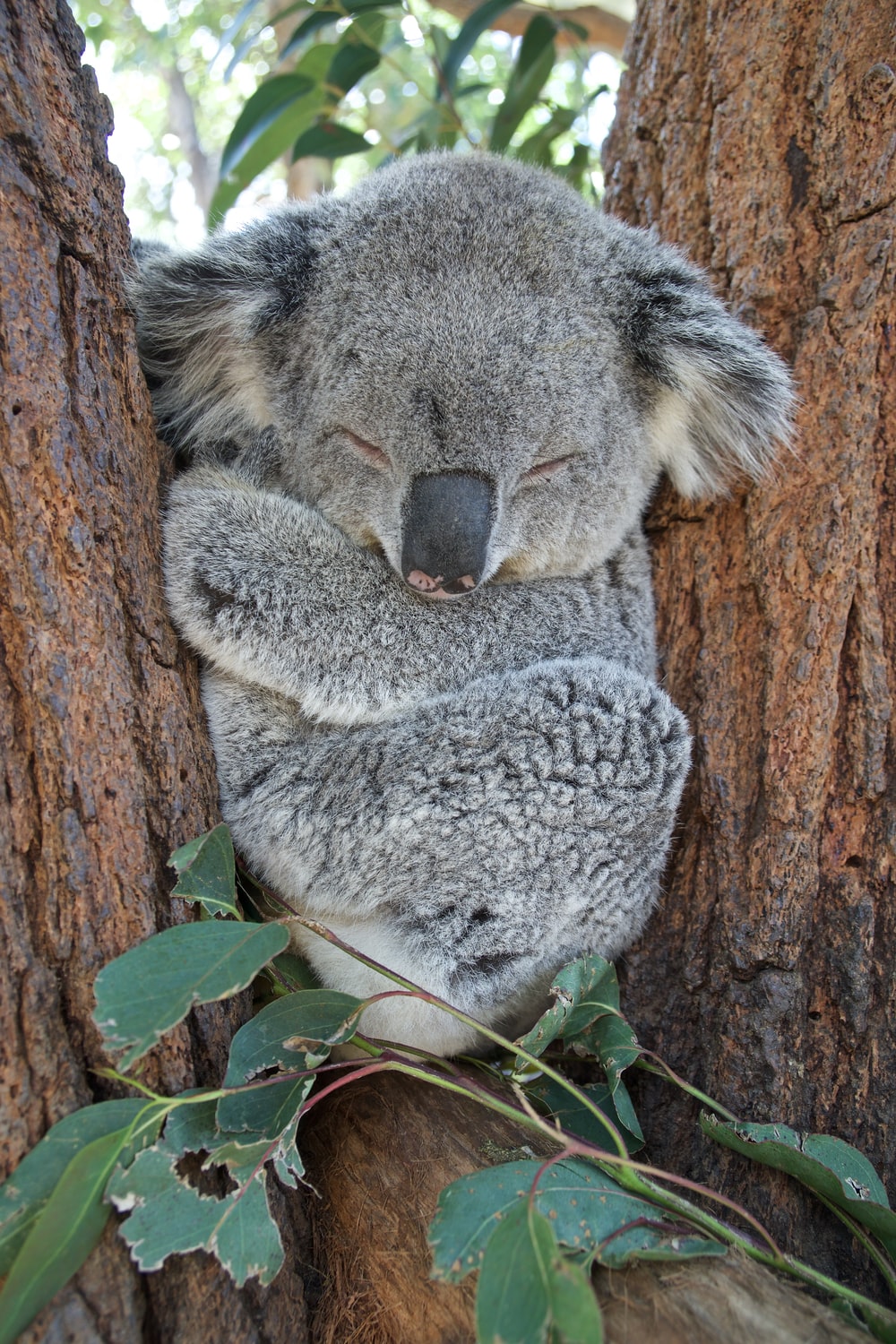 Cute Koala Wallpapers