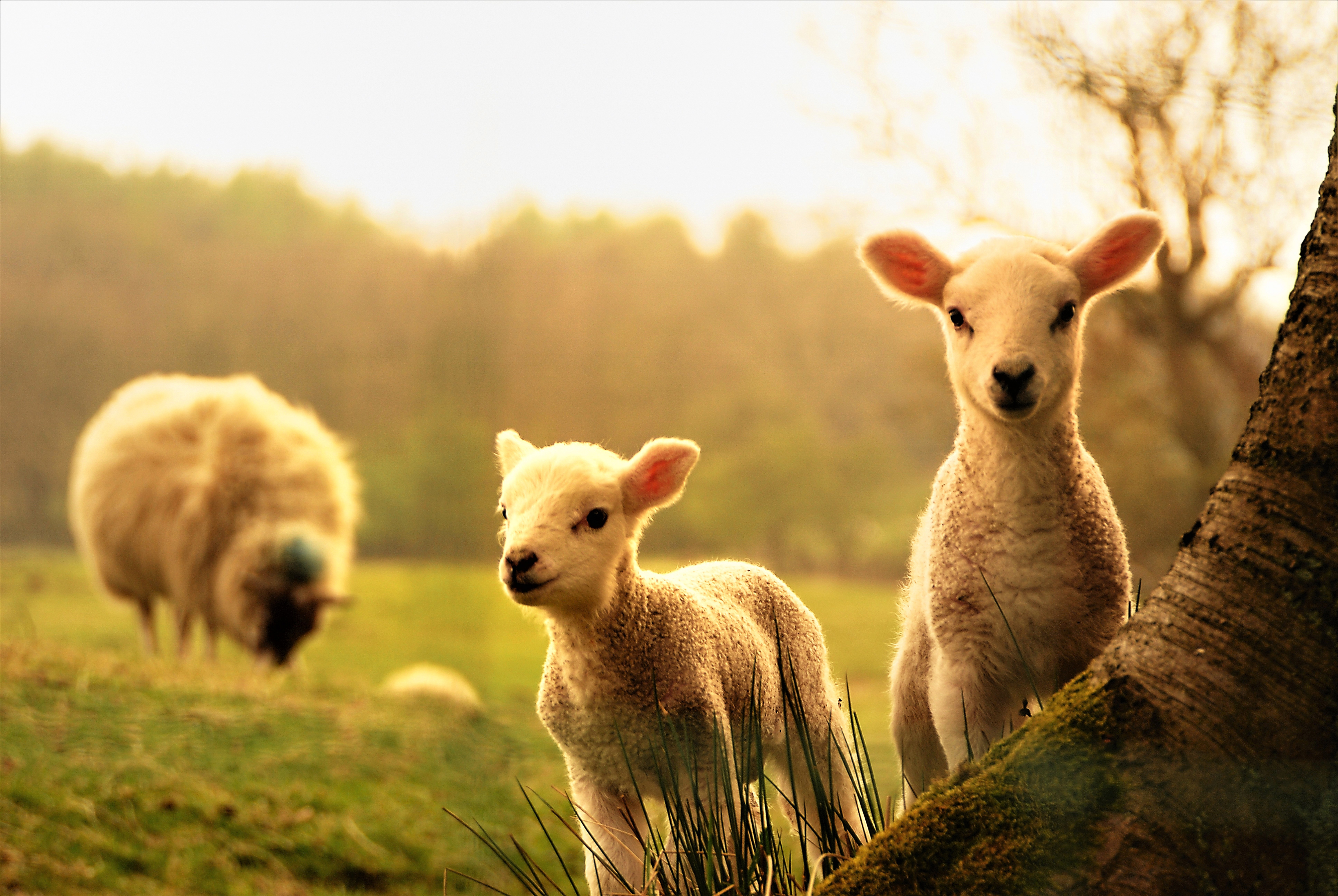 Cute Lamb Wallpapers