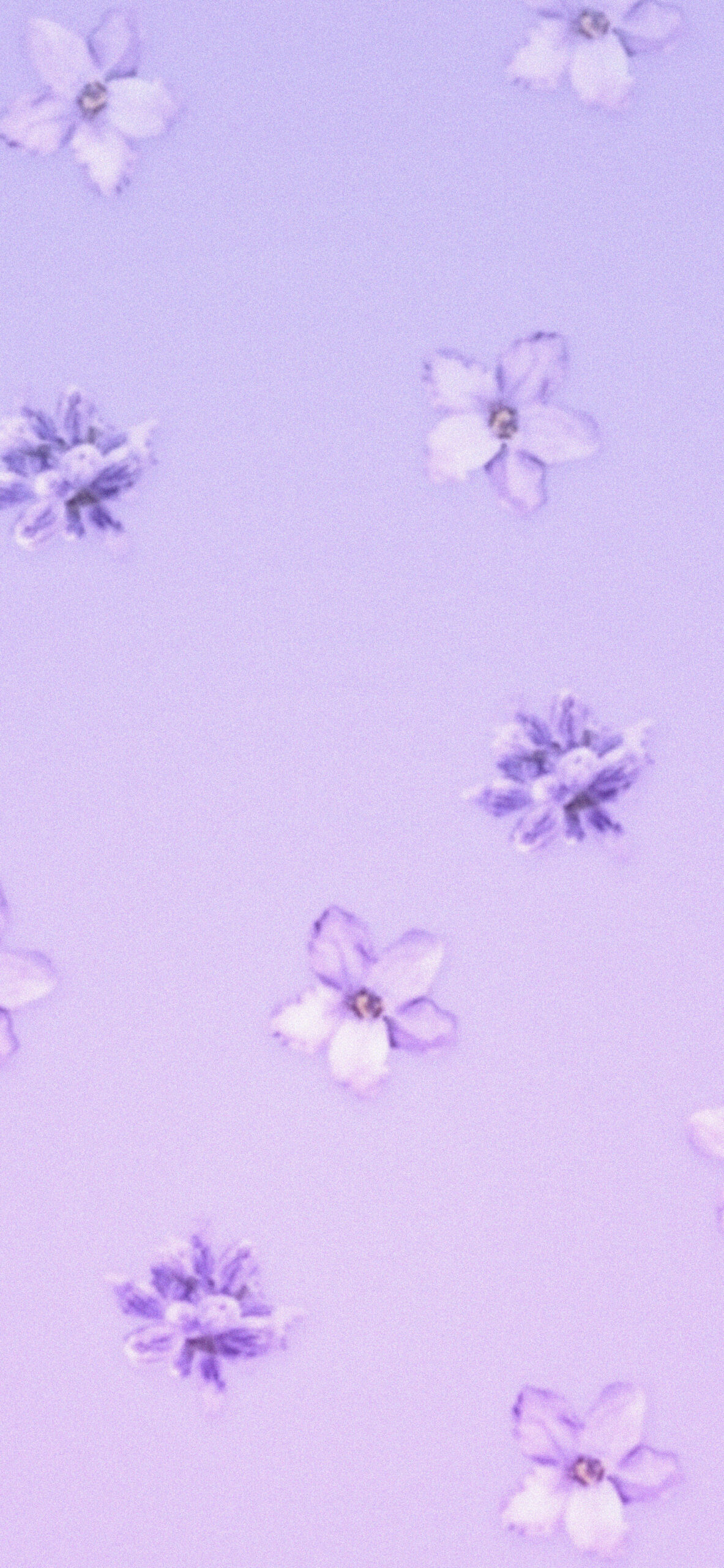 Cute Lavender Wallpapers Wallpapers