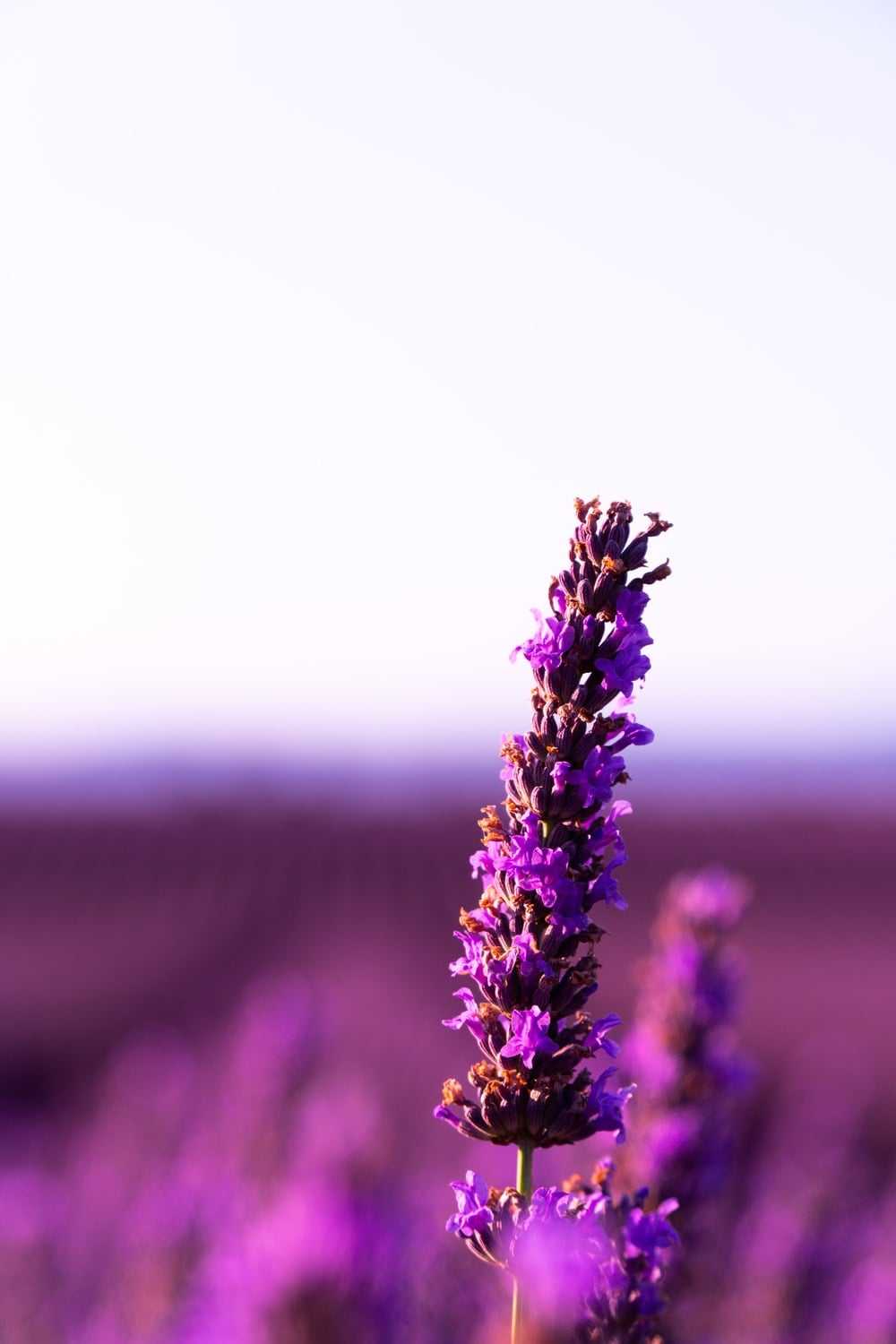 Cute Lavender Wallpapers Wallpapers