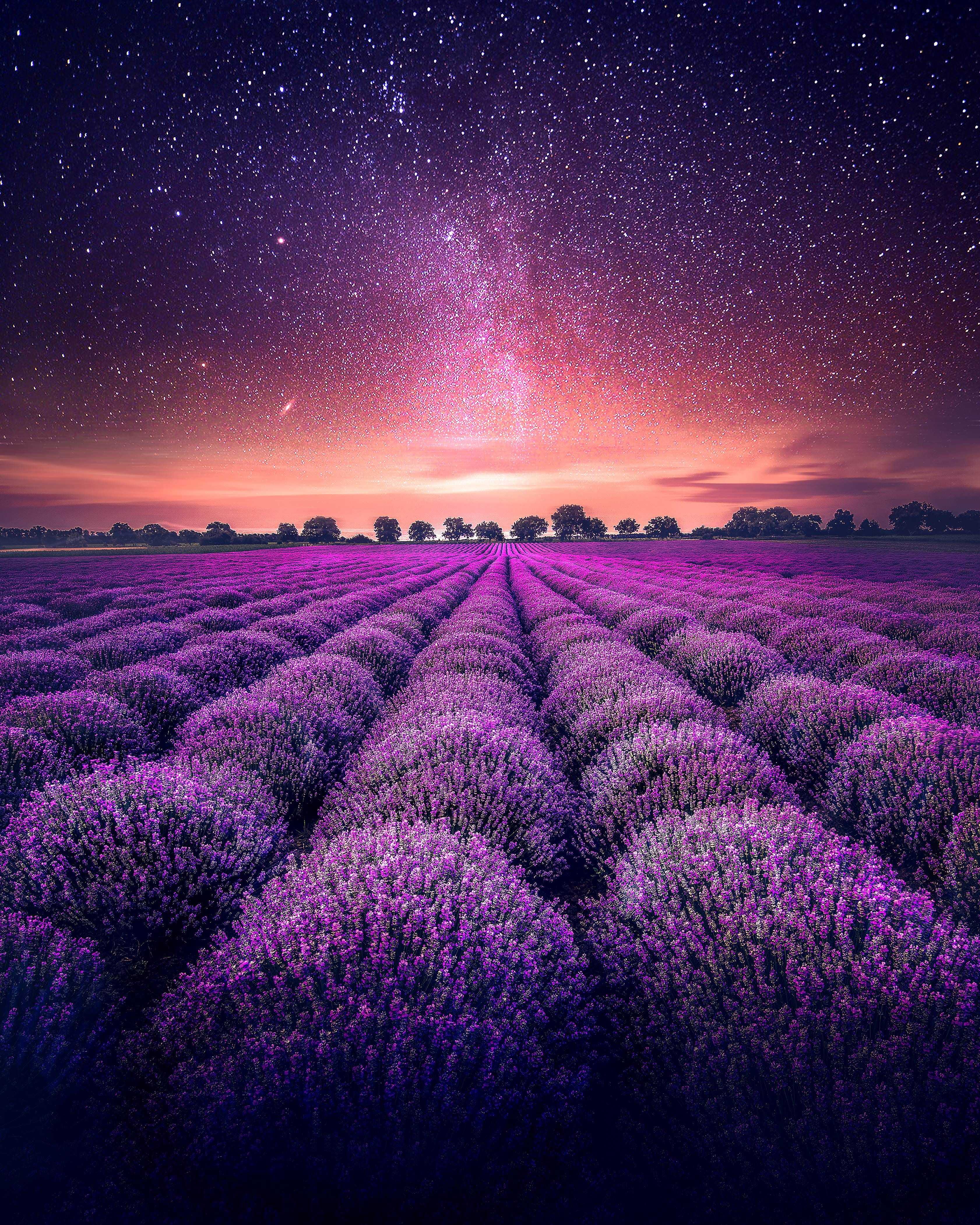 Cute Lavender Wallpapers Wallpapers