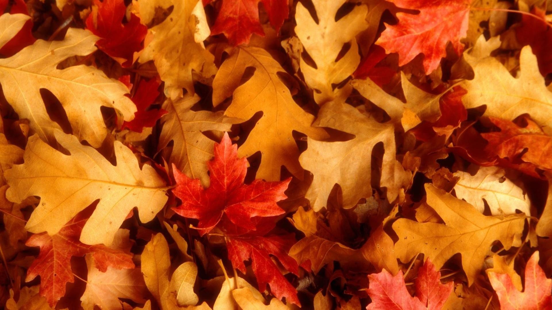 Cute Leaves Wallpapers Wallpapers