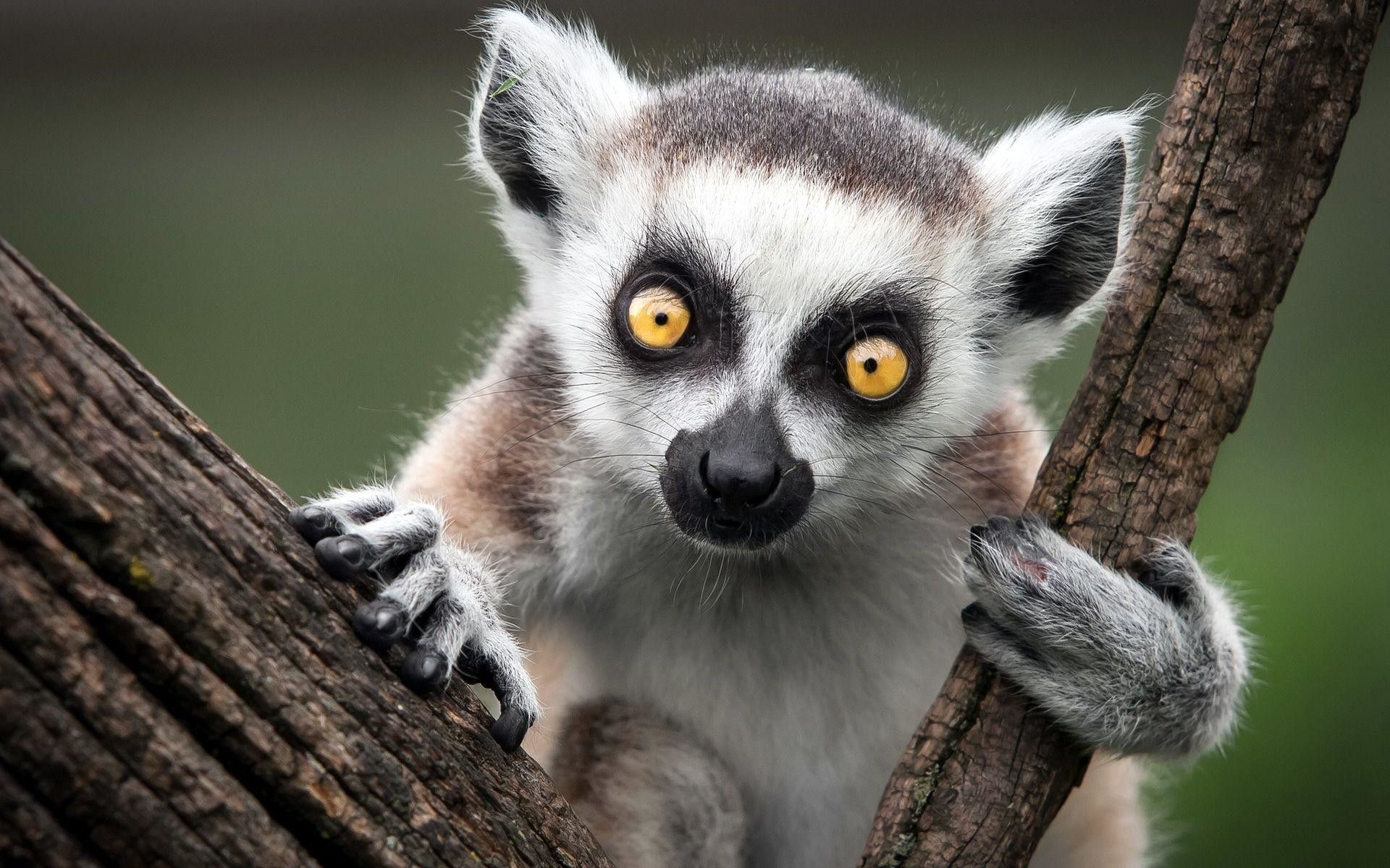 Cute Lemur Wallpapers