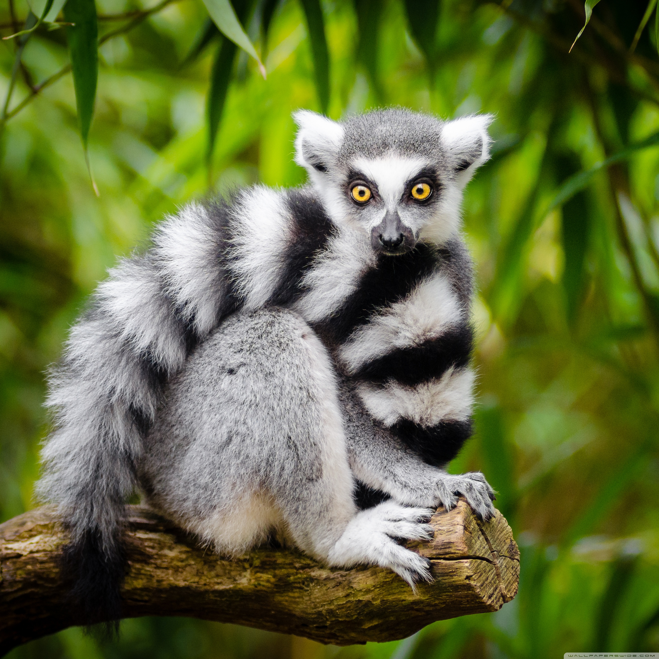 Cute Lemur Wallpapers
