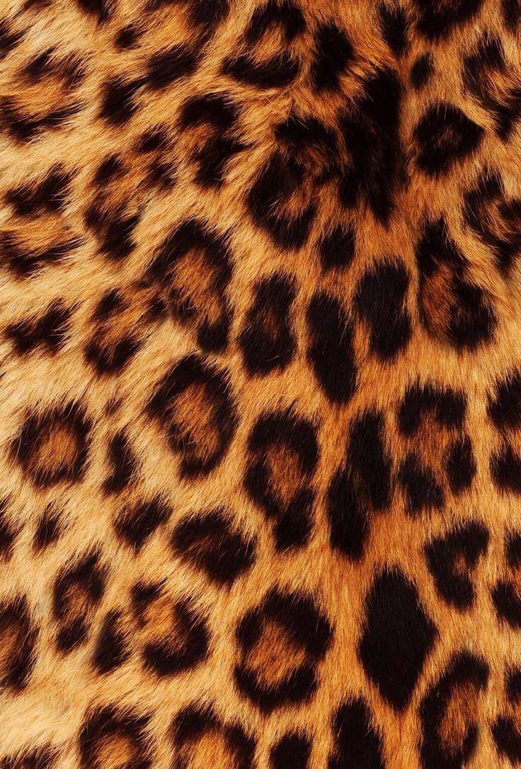 Cute Leopard Print Wallpapers