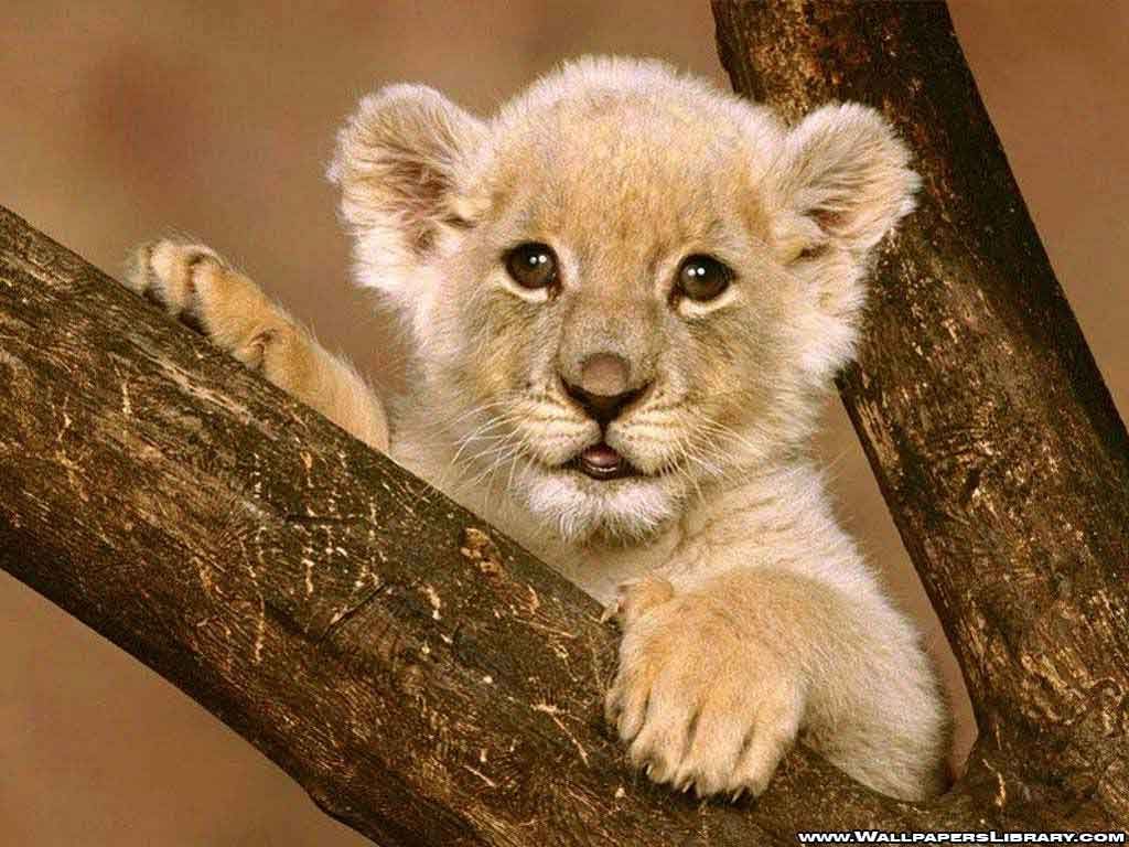 Cute Lion Wallpapers