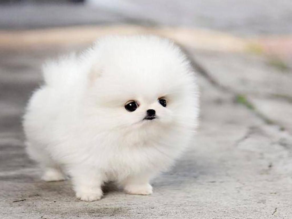 Cute Little Puppies Wallpapers