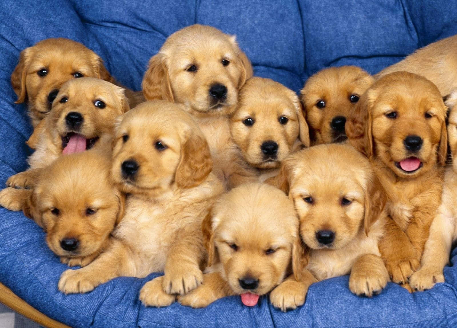 Cute Little Puppies Wallpapers