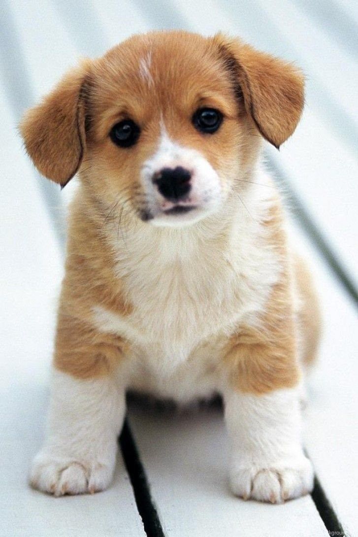 Cute Little Puppies Wallpapers