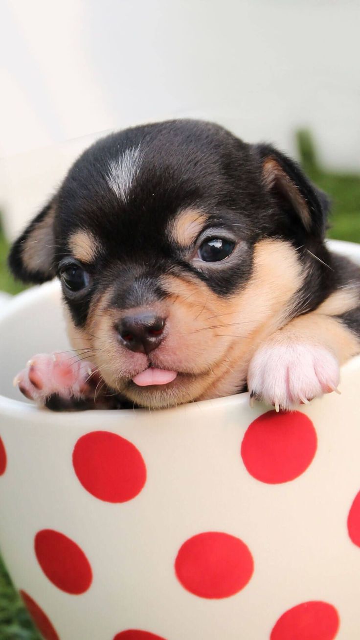 Cute Little Puppies Wallpapers