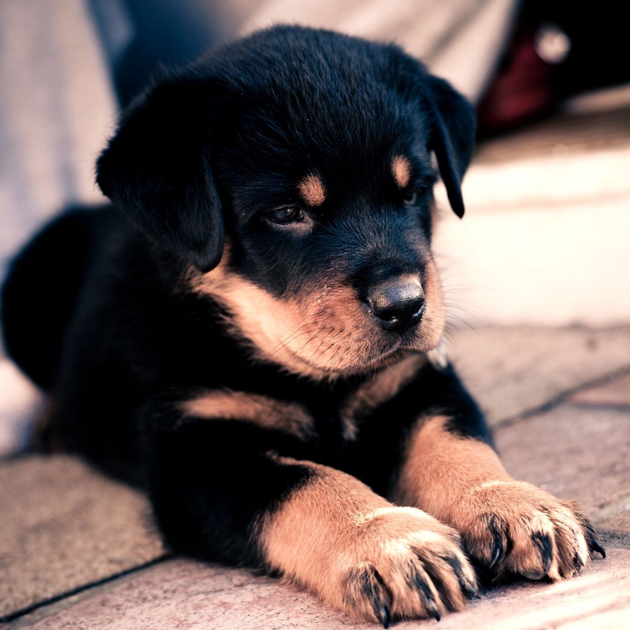 Cute Little Puppies Wallpapers