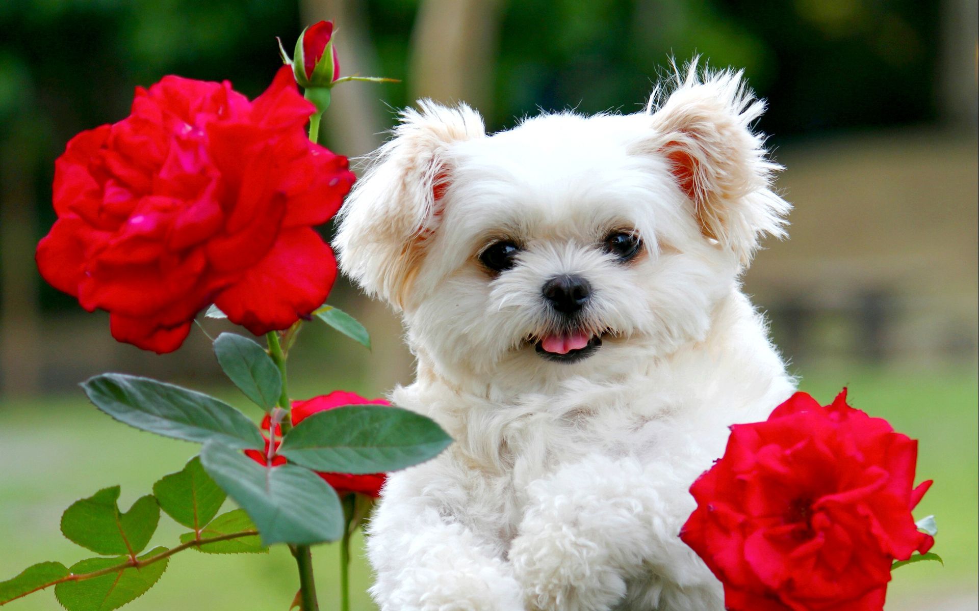 Cute Little Puppies Wallpapers